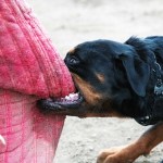 close up dog