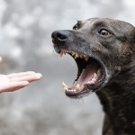 frightening scene aggressive dog with sharp teeth ready attack hand that feeds it terrifying moment captured photo