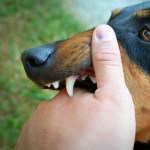 vicious dog showing teeth biting hand